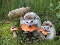 Ёжики.