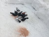 Кормление Птиц
