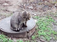 Котики