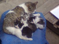 Кошка и Котята.