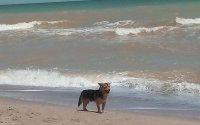 Собака на Море.