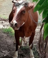 Улыбающаяся Корова.