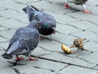 Птицы