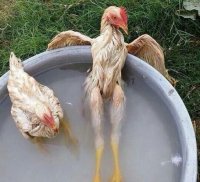 Вот так живётся Курице у Вегетарианца. Юмор.