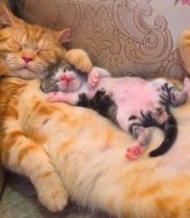 Кот и Котик отдыхают.