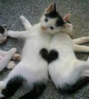 Котята Сердечки.