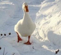 Гусь в Снегу.