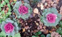 Цветение Декоративной Розовой Капусты.