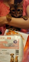 Котик и Памперсы