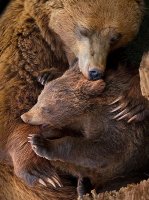 Мама Медведь и Медвежонок.