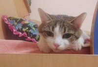 Кошка смотрит сверху.