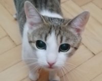 Ананда