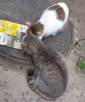 Дворовые Котики