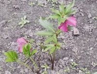 Разговор с Цветком. Личный Духовный Опыт.